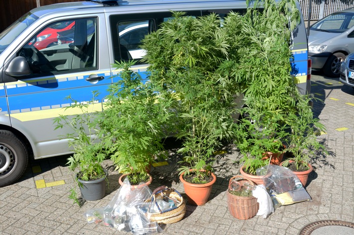 POL-WHV: Durchsuchungsmaßnahmen in Schortens - Polizei Jever beschlagnahmt u.a. diverse Marihuanapflanzen