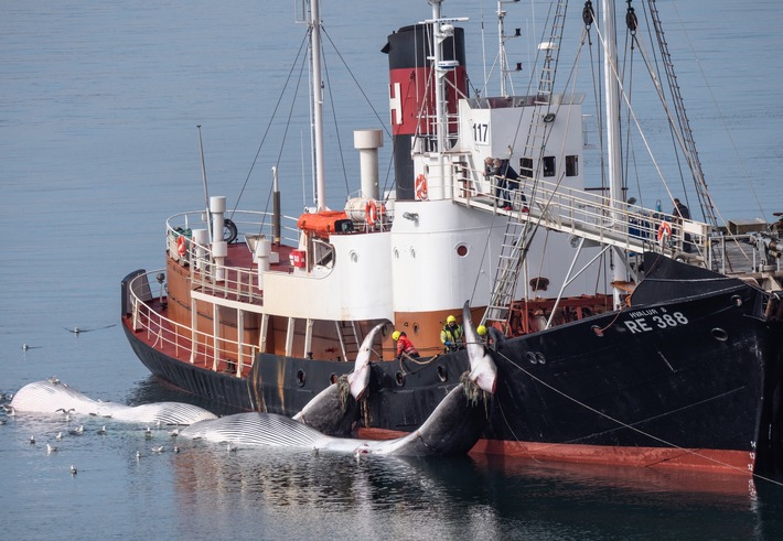 Gerichtsprozesse in Island entfachen neue Debatte über den Walfang