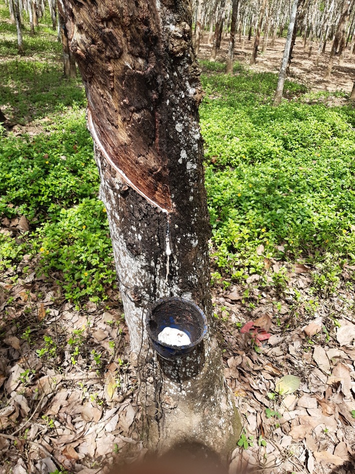 Nachhaltiger Naturkautschuk: Global Nature Fund zeigt Wege zu mehr Zukunftsfähigkeit in Lieferketten