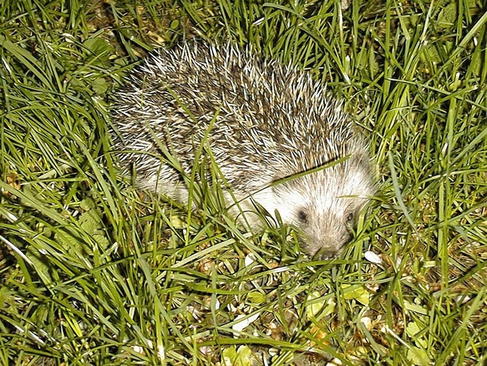 Igel aus Winterschlaf erwacht / VIER PFOTEN gibt Tipps zum Umgang mit den stacheligen Wildtieren (BILD)