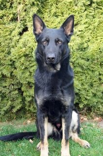 POL-REK: Hundezubehör gestohlen - Bergheim