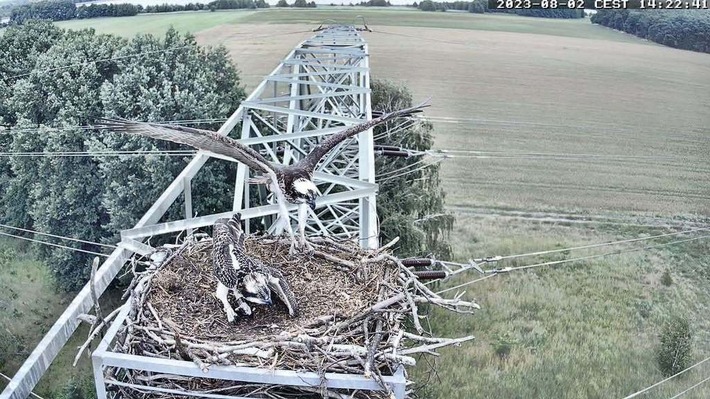 PM Adler-Webcam wieder online: Ankunft der  Fischadler live im Internet verfolgbar