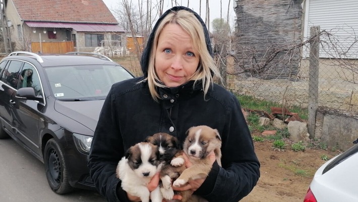 Tierschutz in der Ukraine. SAT.1 GOLD zeigt die neue Reportage "Judith Pein - Die Tierretterin im Kriegsgebiet" in der Prime Time am Donnerstag