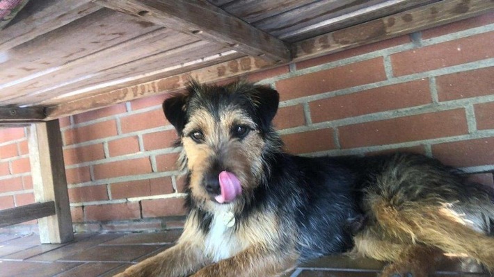 POL-GT: Terrier Charlie in Rietberg gestohlen - Polizei sucht Zeugen