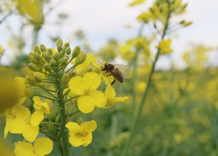 Bleiben Bayerns Bienen gentechnikfrei, Herr Söder?