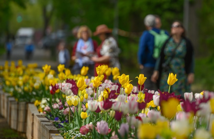 Ein Stück Landesgartenschau für zu Hause: LAGA Neuss verschenkt Tulpenzwiebeln