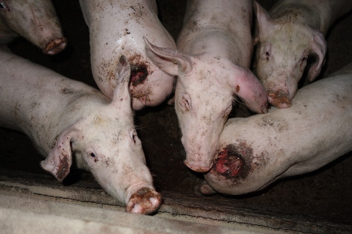 Tierquälerei:Drei Jahre Gefängnis für Gütesiegel-Schweinemäster / Historisches Urteil gegen den rechtsfreien Raum in der Massentierhaltung