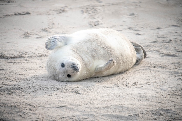 Tierisch wild in Schleswig-Holstein: Kegelrobben, Nandus und Vogelparadiese an Nord- und Ostsee