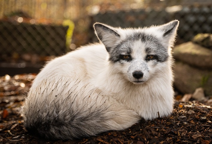 VIER PFOTEN bringt gerettete Pelztiere in der TIERART Wildtierstation unter