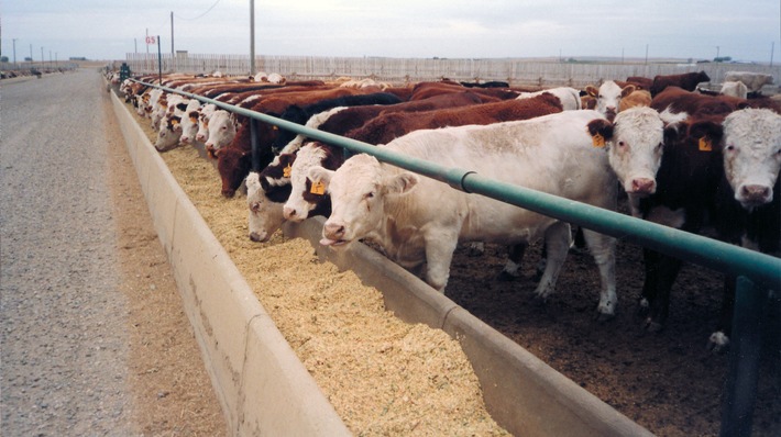 Importiertes Dopingfleisch / Der Import von Hormonrindfleisch ist in den vergangenen Jahren massiv angestiegen