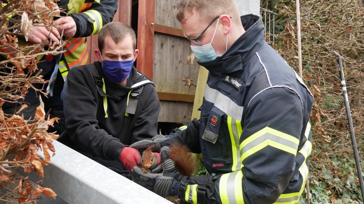 FW Celle: Eichhörnchen aus misslicher Lage befreit - Celler Feuerwehr befreit Eichhörnchen aus zwei Meter hohem Zaunpfahl