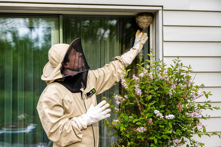ADAC Zuhause Versicherung: Wespennester nie in Eigenregie entfernen