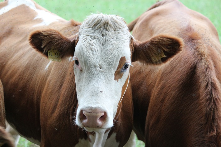 Siliermittel in der Milchwirtschaft: So sparen Landwirte Futterkosten