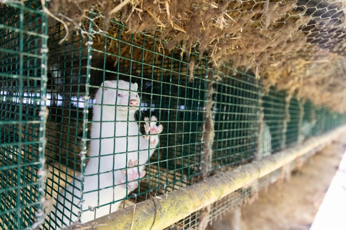 Finnland lässt 120‘000 Tiere wegen des jüngsten Vogelgrippe-Ausbruchs töten