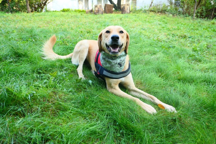 Au printemps, les tiques font leur grand retour