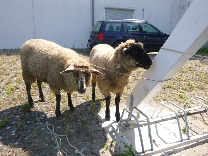 POL-OG: Rheinau, Freistett - Tierbesitzer gesucht