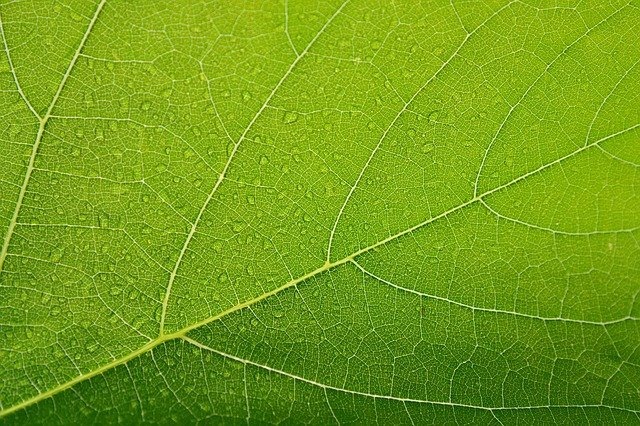 Vegetationsperiode: Schnittzeitpunkt für Bäume