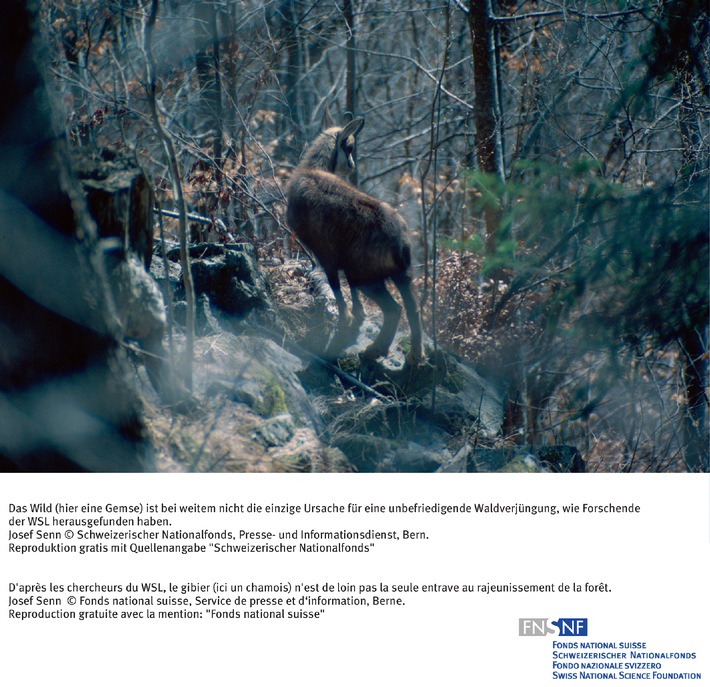 FNS: Image du mois juillet 2006: Nouvelle évaluation de la 
problématique forêt-gibier