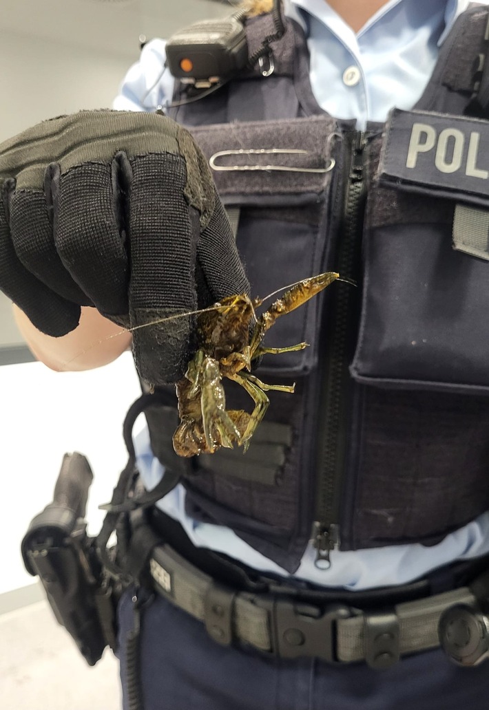 BPOL NRW: Freilaufende Flusskrebse in der S-Bahn - Bundespolizei stellt 21 Schalentiere sicher