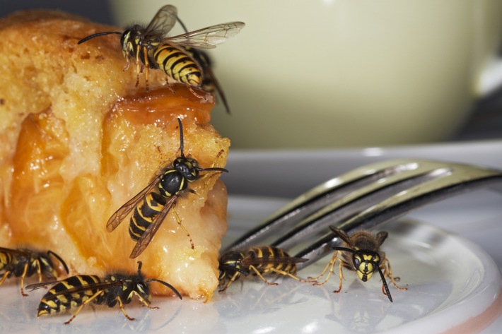 Allergie gegen Wespen: Vorsicht ist geboten / Weiterer Text über ots und www.presseportal.de/nr/54690 / Die Verwendung dieses Bildes ist für redaktionelle Zwecke honorarfrei. Veröffentlichung bitte unter Quellenangabe: "obs/ALK-Abelló Arzneimittel GmbH/(c)fotolia.com/Ingo Bartussek"