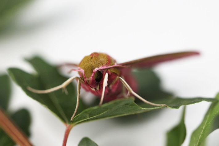 Insekten tief in die Augen geschaut, PI Nr. 6/2026