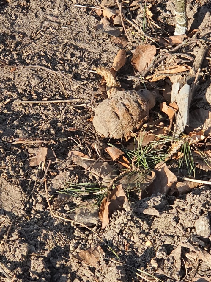 POL-ANK: Handgranate in Lubmin gefunden - Hinweise der Polizei bei Munitionsfunden