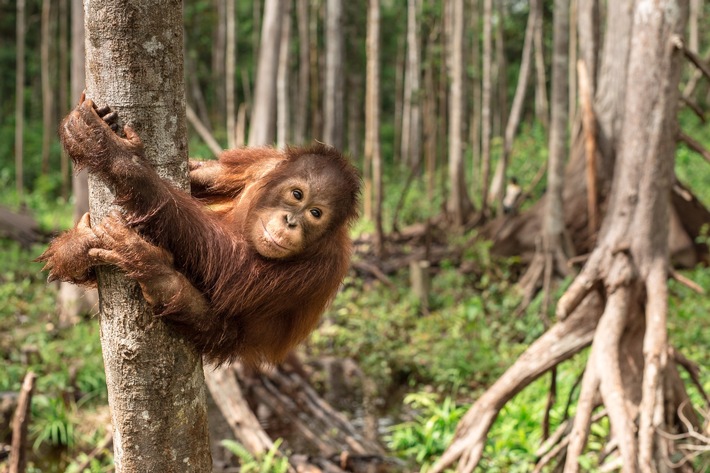 Welt-Orang-Utan-Tag