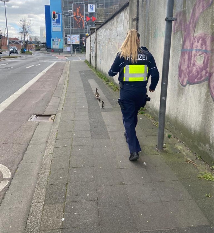 POL-NE: Polizei begleitet Entenfamilie in den &quot;sicheren Hafen&quot;