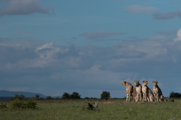 Im Reich der Räuber: National Geographic WILD präsentiert neue Doku-Serie &quot;Clans der Raubtiere&quot; ab 27. August