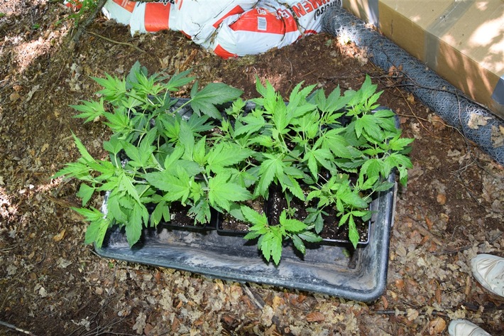 POL-HA: Zeugen nach Fund einer Cannabisplantage gesucht