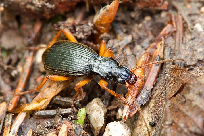 PM Explosiver Fund: Extrem seltener Bombardierkäfer an ungewöhnlichem Standort in Niederbayern nachgewiesen