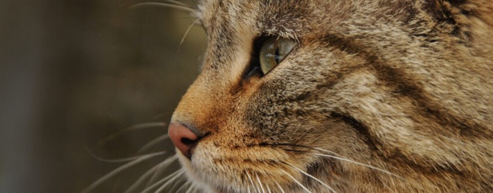Kinderanlass und Abendvortrag zum Thema "Spuren" im Naturmuseum Solothurn