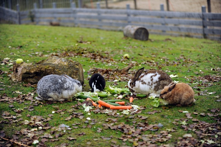 Le lapin: un animal adorable mais exigeant