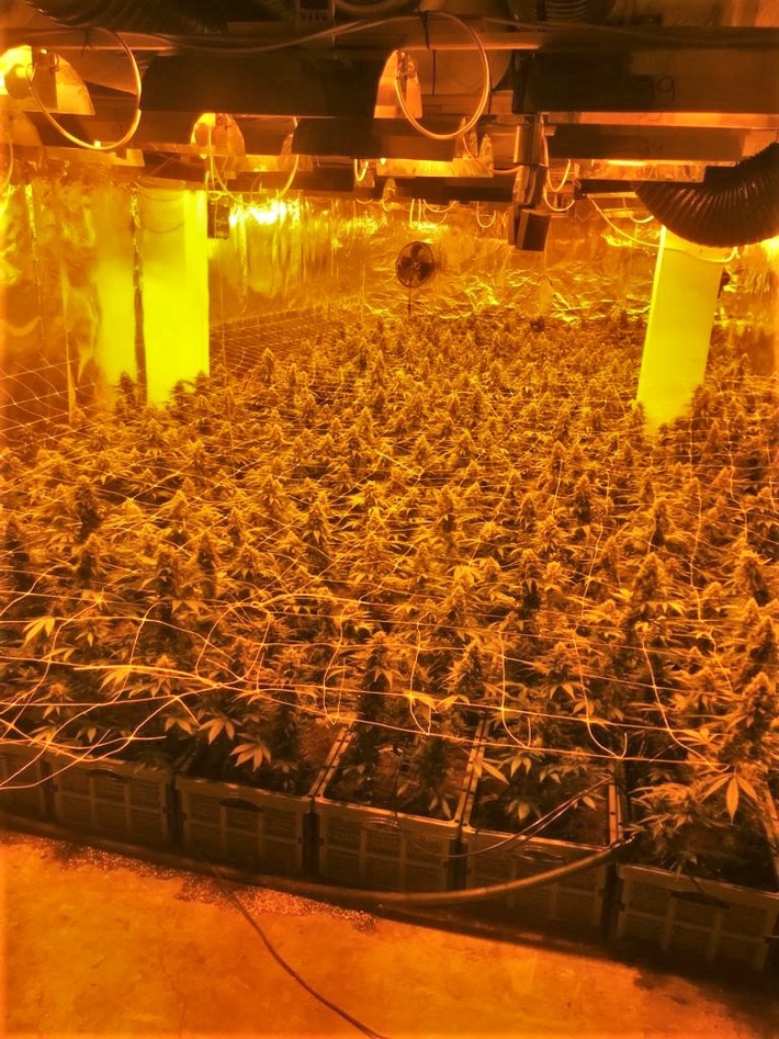 POL-BOR: Ahaus-Ottenstein - Cannabisplantage entdeckt / 400.000 kWh Stromverbrauch im Jahr