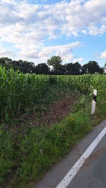 POL-EL: Sögel - Wer hat sich ins Maisfeld verirrt? - Hinweise gesucht