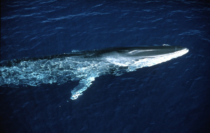 Wale im Mittelmeer stärker gefährdet als bisher vermutet - Rote Liste der IUCN ordnet Finnwale nun als stark gefährdet ein