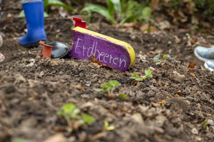 Letzlingen: AOK-Schulgarten-Projekt begeistert Groß und Klein / Abschlussfest in Grundschule Letzlingen
