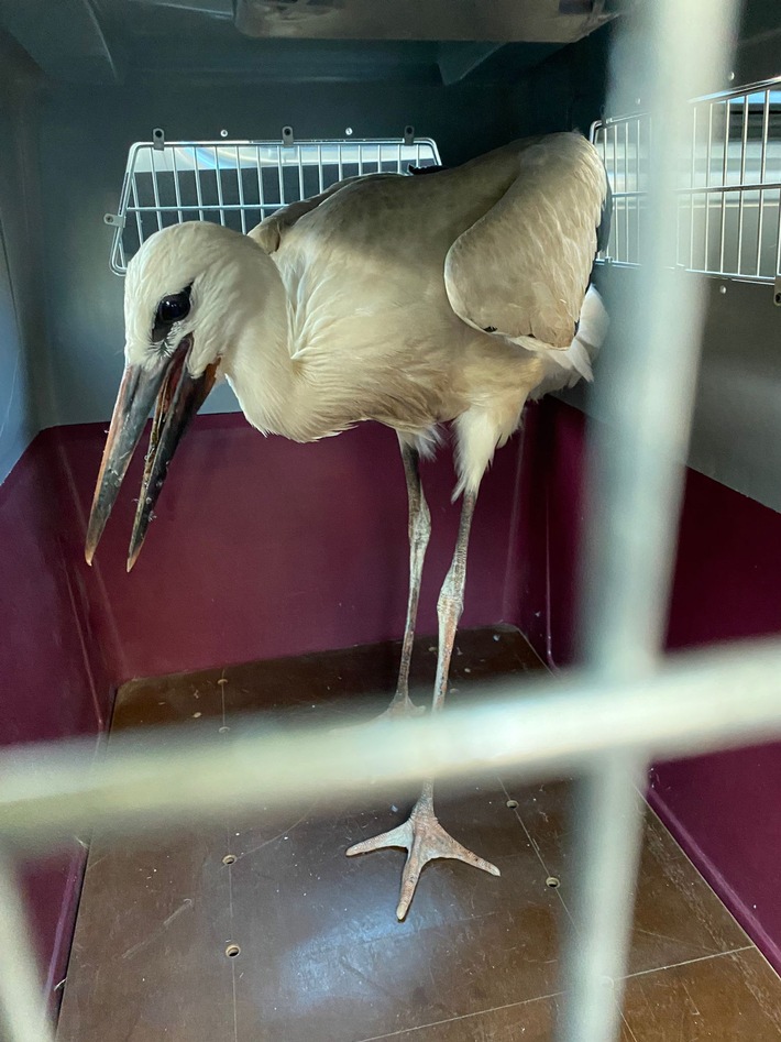 POL-NI: Verletzten Storch gerettet