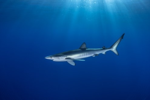 IFAW fordert besseren Schutz für Haie von der EU