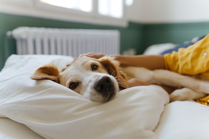 Den Weg ebnen: Mars startet eine Informationsplattform zur Tieradoption – neue Studie zeigt, was Adoptierende davon abhält
