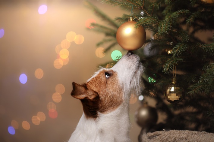 Haustiere gehören nicht untern Weihnachtsbaum
