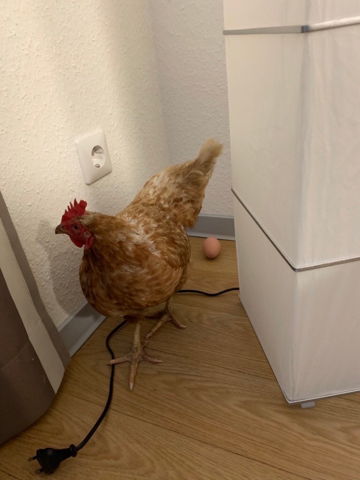 POL-BO: Herne / Einfach tierisch! - Huhn begeht Hausfriedensbruch und legt ein Ei