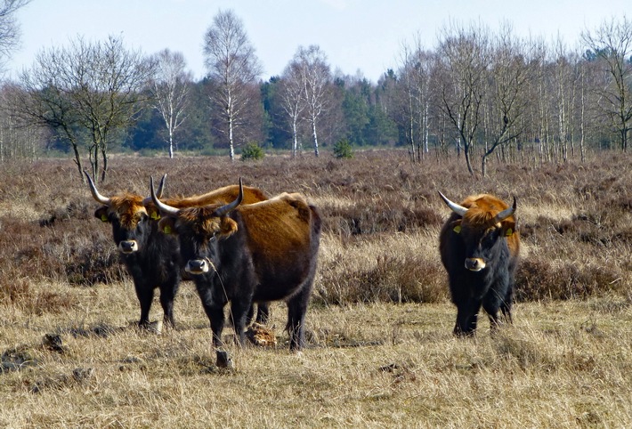 Heckrinder auf der DBU-Naturerbefläche Oranienbaumer Heide beim Spaziergang beobachten