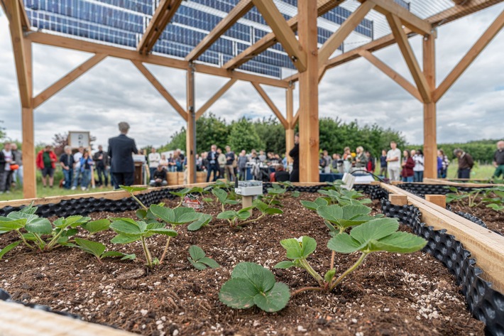 Neue Versuchsanlage verbindet Erzeugung von Solarstrom und Landwirtschaft