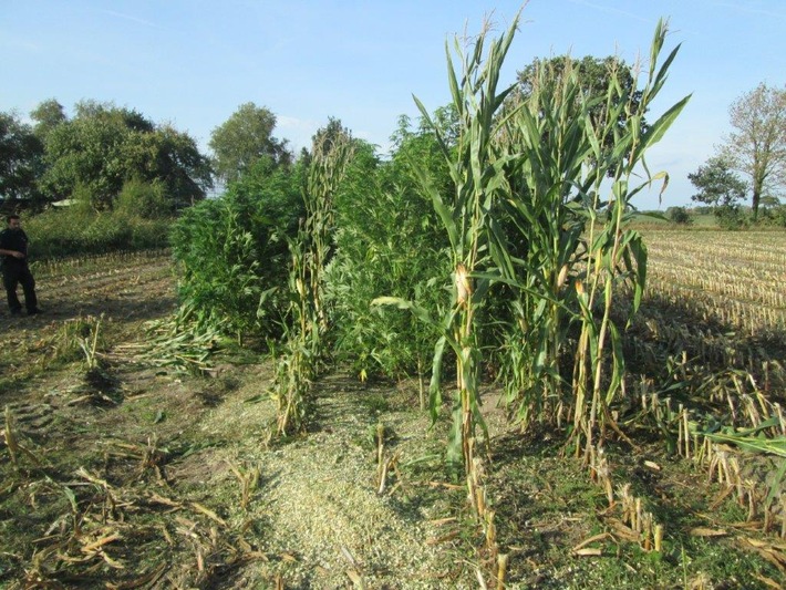 POL-WHV: Unerlaubter Anbau von Betäubungsmitteln - Landwirt findet Cannabispflanzen im Maisfeld in Schortens