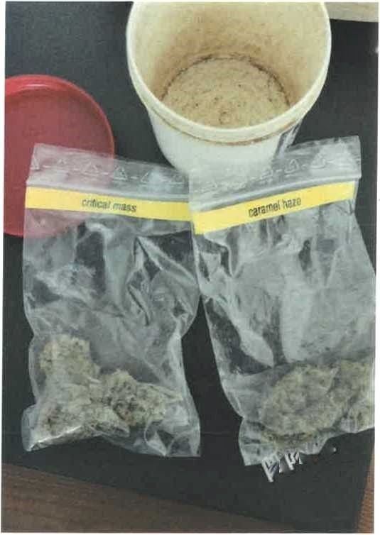 ZOLL-E: "Richtiger Riecher" - 2 Zollhunde und 20 Zöllner überführen Drogenschmuggler - fast 15 kg Marihuana sichergestellt - 1 Personen in Haft