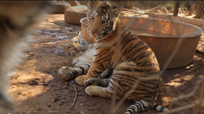 Zucht von Löwen und Tigern in Südafrika ist grausame Ausbeutung