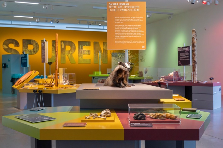 Auf der richtigen Spur: Sonderausstellung «Spuren – Fährten, Frass und Federn» im Naturmuseum St.Gallen