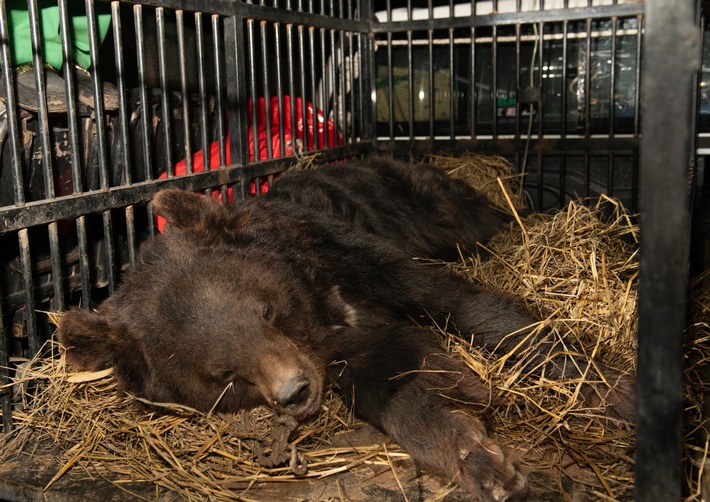 QUATRE PATTES sauve une ourse dansante maltraitée au Pakistan