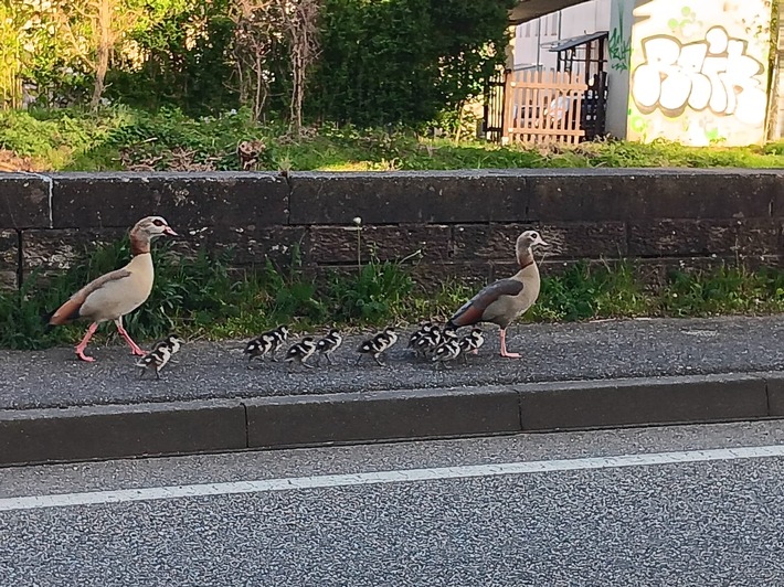 POL-PDPS: Die abenteuerliche Reise der Familie Nilgans